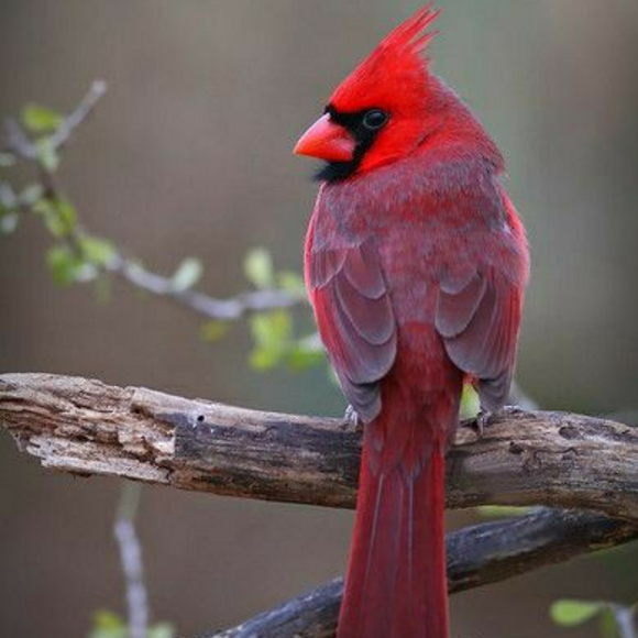 🌲Hi! I'm Ozark Roots!🌲 - Picture 3 of 6